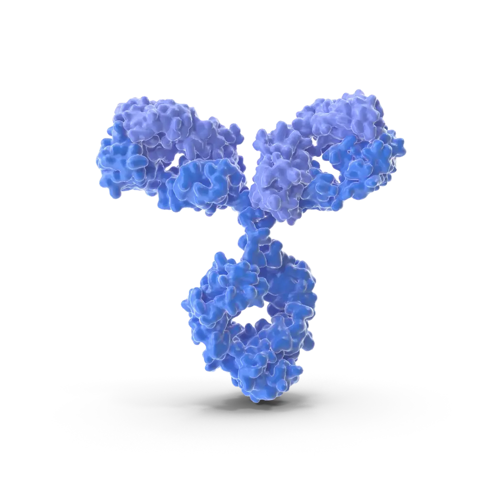 Anti-GM-CSF antibody - 100µg
