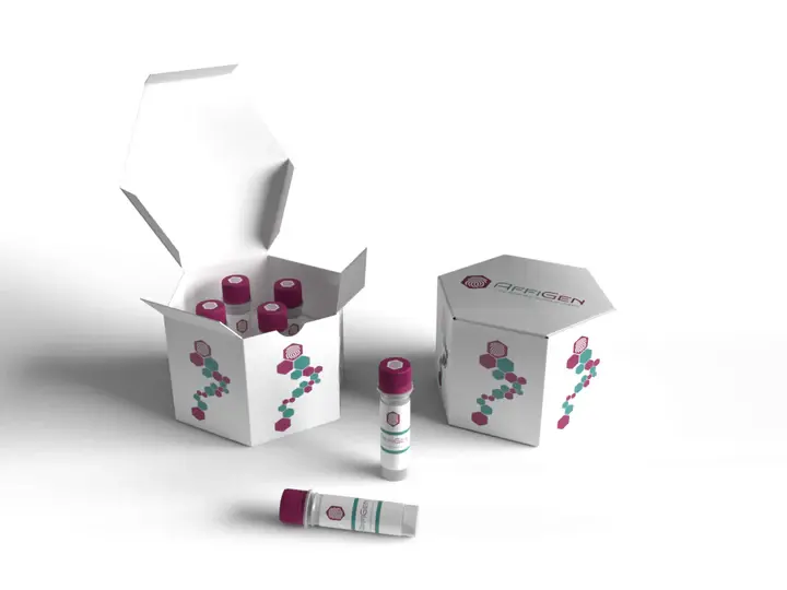 CHOP  Antibody - 100µg