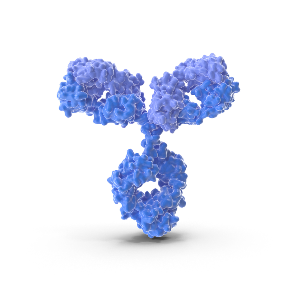 Phospho- FKHRL1  (Ser253)  Antibody - 100µg